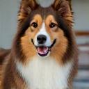 Ethan T., owner of Skye the collie