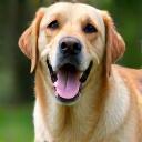 Hassan A. smiling with his lab in the park