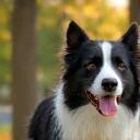 Isabelle F. with her border collie on a walk